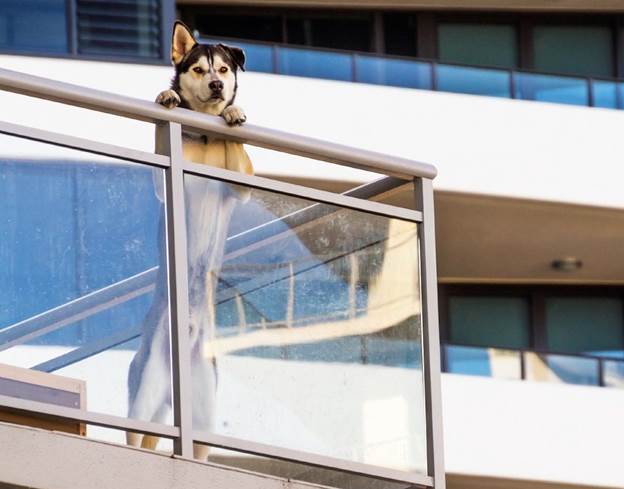 نگهداری سگ توسط مستاجر